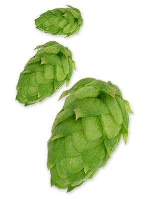 Amarillo® VGXP01 CV. US Hops - Image 6