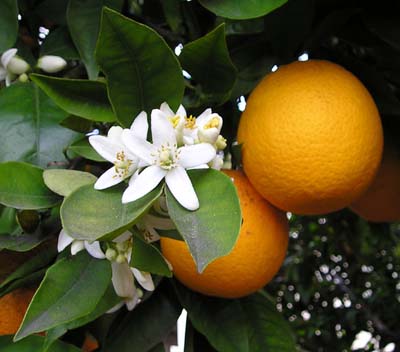 Archibald's Orange Blossom Honey - Image 5