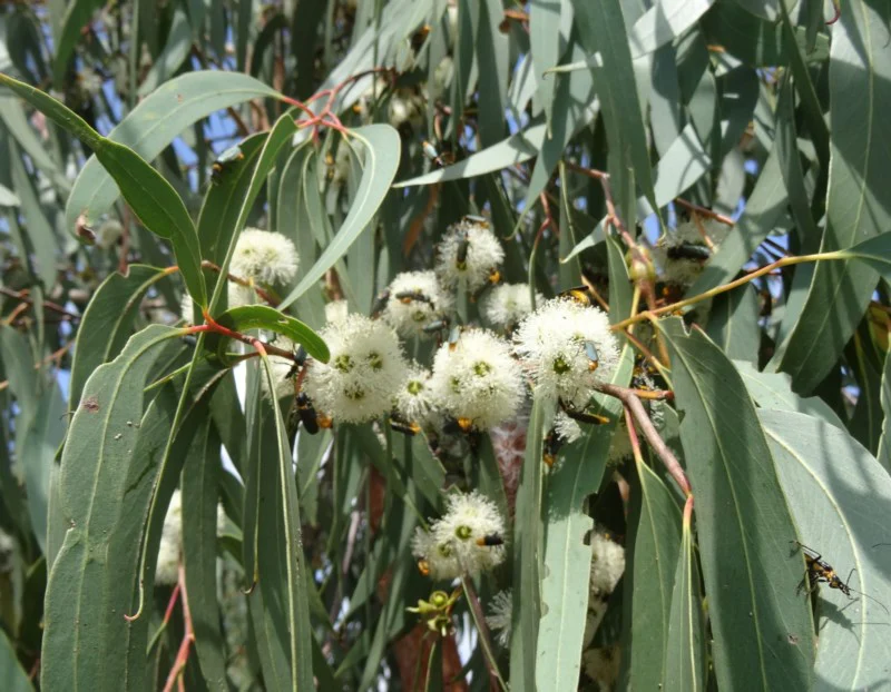 Archibald's Stringy Bark Honey - Image 5