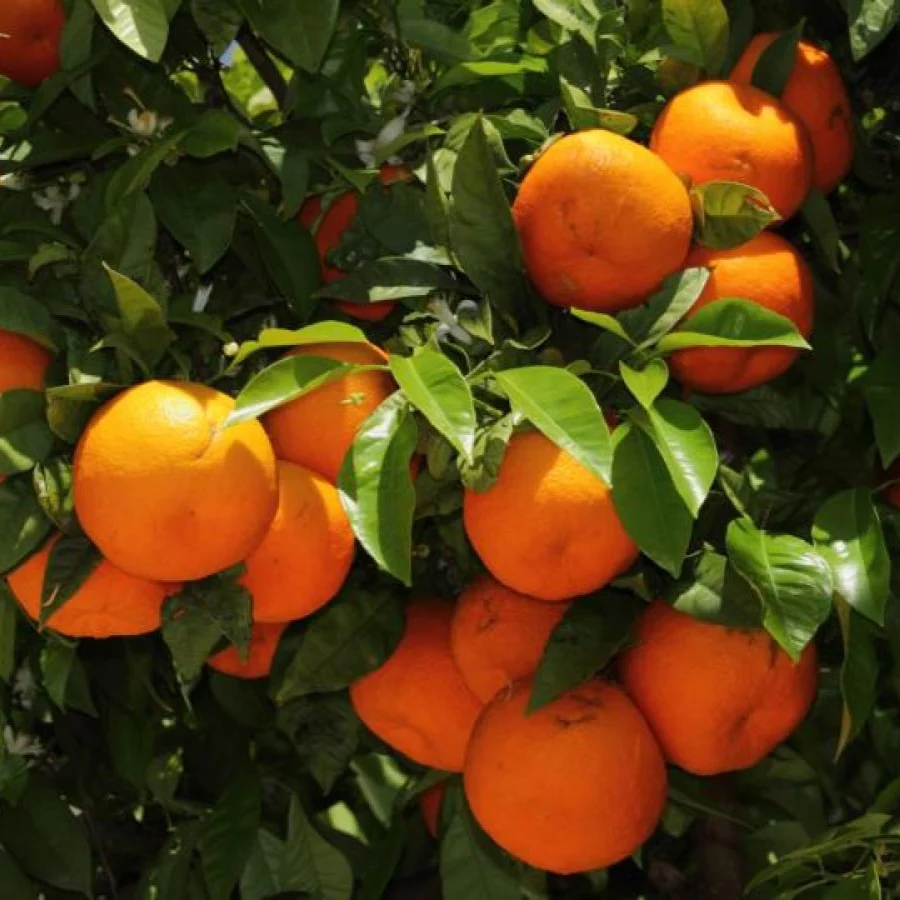 Bitter Orange Peel | Organic | Citrus aurantium | Ground - Image 3