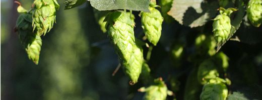 Cascade AU Hops - Image 9