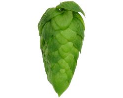 Pride of Ringwood AU Hops - Image 3