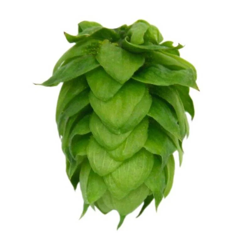 Cashmere US Hops - Image 6