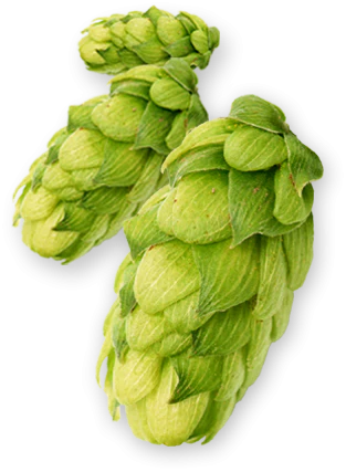 Centennial US Hops - Image 6