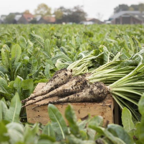 Chicory Root Roasted Cut | Cichorium intybus - Image 2