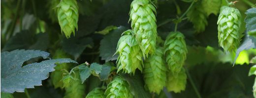 Chinook US Hops - Image 6