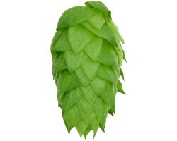 Chinook US Hops - Image 7