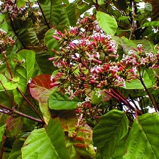Cinchona Bark Red Quinine | Cinchona succirubra - Image 2