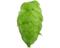 Citra® Brand HBC 394 US Hops - Image 6