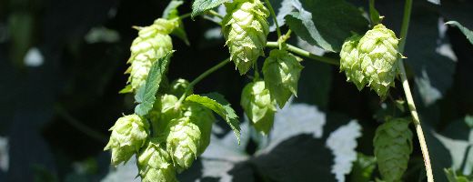 Citra® Brand HBC 394 US Hops - Image 7