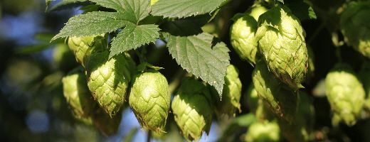 Columbus US Hops - Image 6