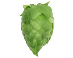 Columbus US Hops - Image 7