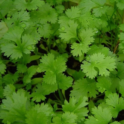 Coriander Seeds Whole | Coriandrum Sativum - Image 3