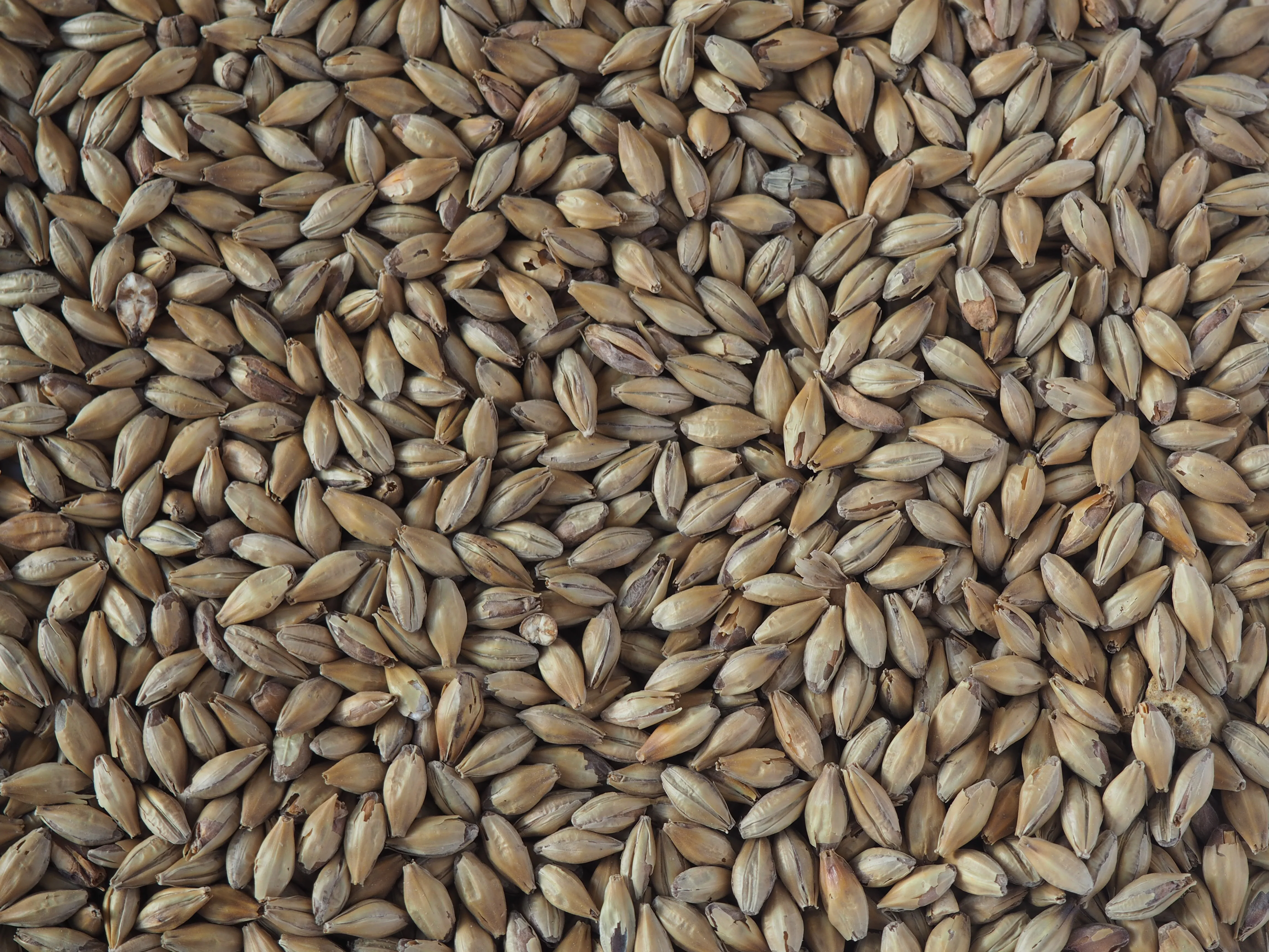 Crisp Light Munich Malt