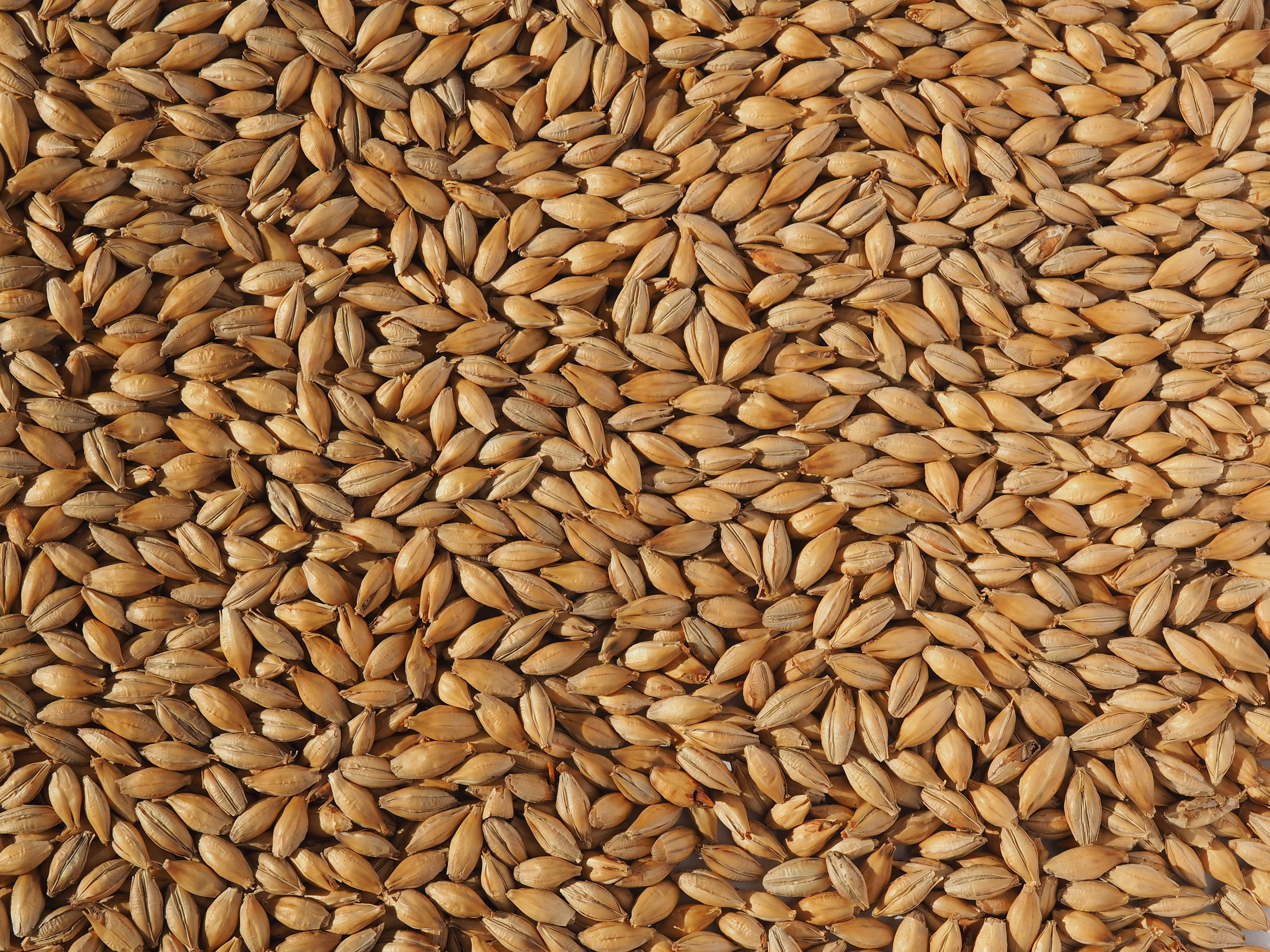 Crisp No. 19 Floor Malted Maris Otter Malt