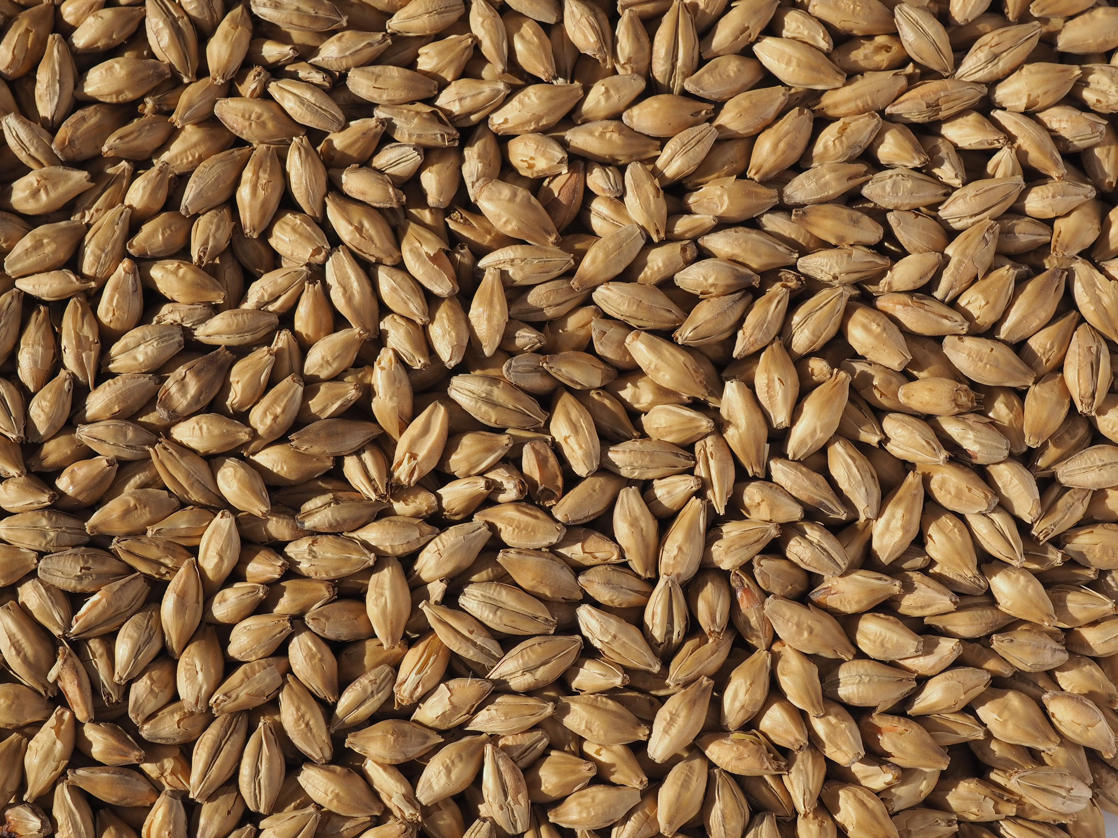 Crisp Vienna Malt