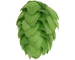 Crystal US Hops - Image 6