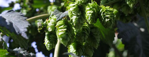 Crystal US Hops - Image 7