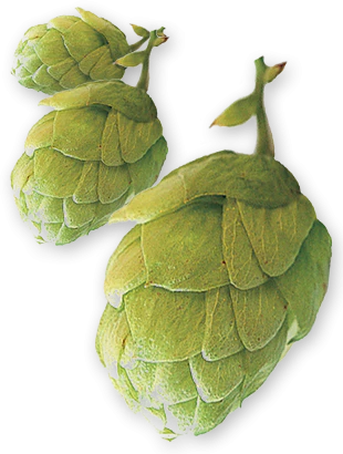 East Kent Golding UK Hops - Image 6