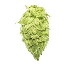Ekuanot™ HBC 366 US Hops - Image 6