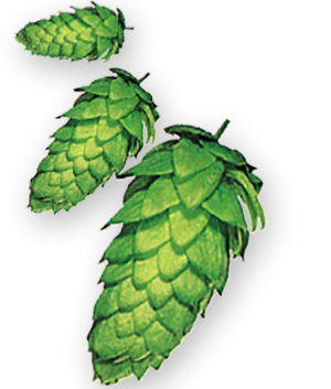 Hersbrucker GR Hops - Image 6