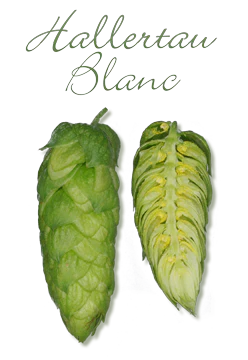 Hallertau Blanc GR Hops - Image 6