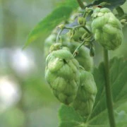 Hallertauer Tradition GR Hops - Image 6