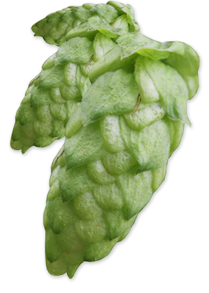 Huell Melon GR Hops - Image 6