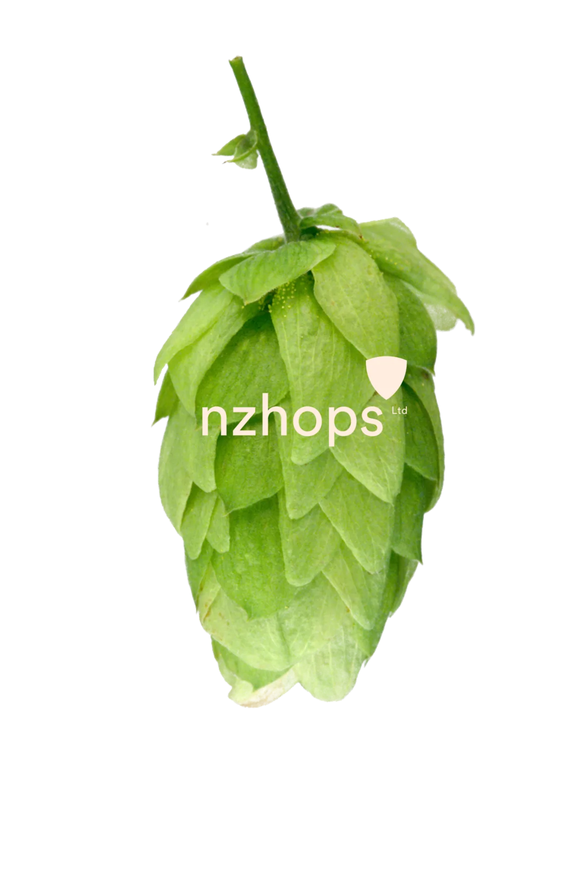 Kohatu™ NZ Hops - Image 6
