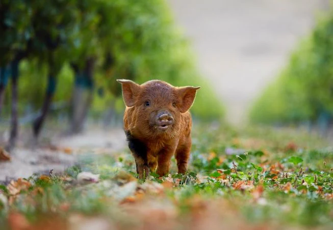 Kunekune | Manuka Smoked Porter | BeerCo All Grain Brewers Recipe Kit - Image 5