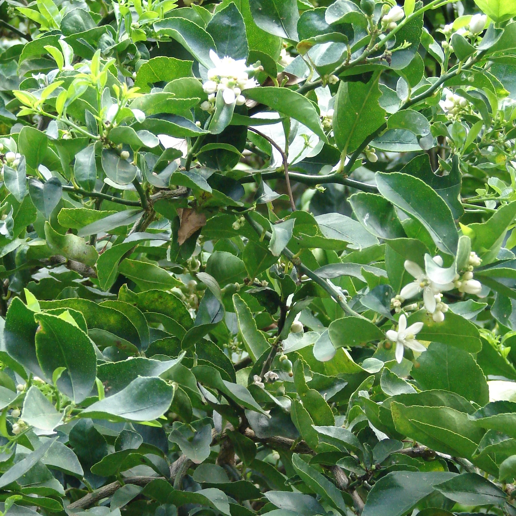 Lime Leaf | Bextract™ | Citrus latifolia - Image 2