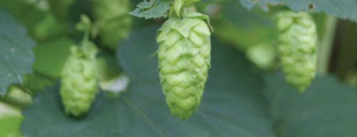 Mandarina Bavaria GR Hops - Image 6