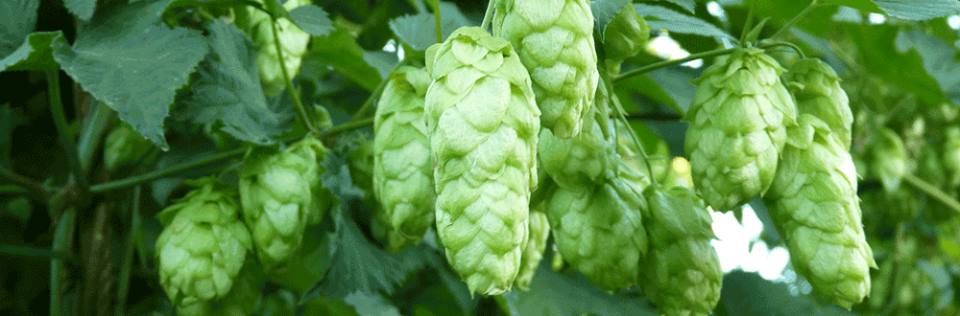 Melba™ AU Hops - Image 6