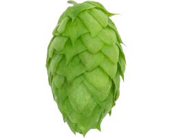 Mosaic® HBC 369 US Hops - Image 6
