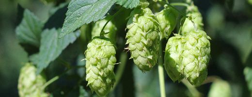 Mosaic® HBC 369 US Hops - Image 7