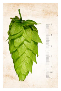 Motueka NZ Hops - Image 6