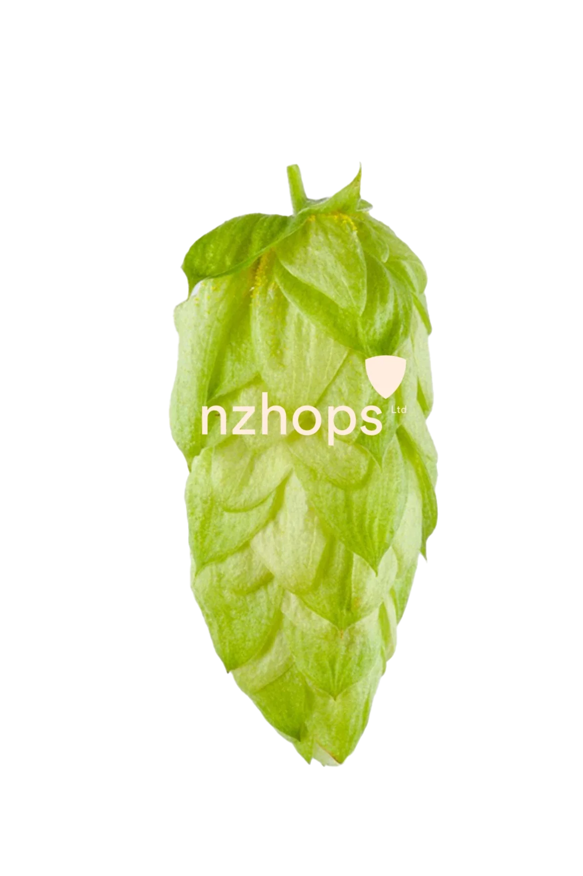 Nectaron® NZ Hops - Image 6