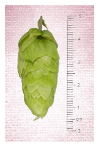 Nelson Sauvin NZ Hops - Image 6