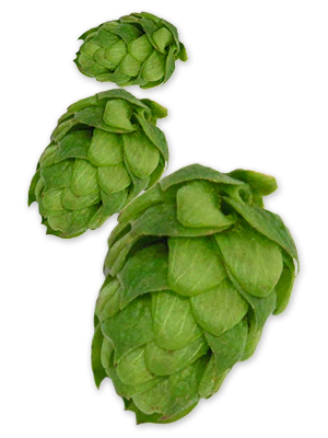 Northern Brewer GR Hops - Image 5
