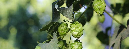 Nugget US Hops - Image 3