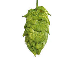 Nugget US Hops - Image 4