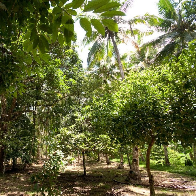 Nutmeg Whole | Myristica Fragrans - Image 3