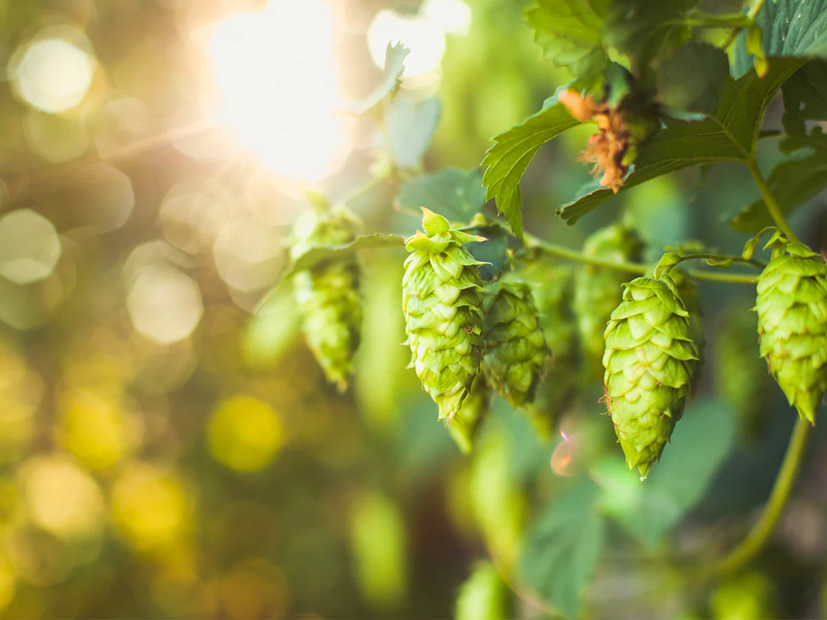 NZH-106 NZ Hops - Image 6