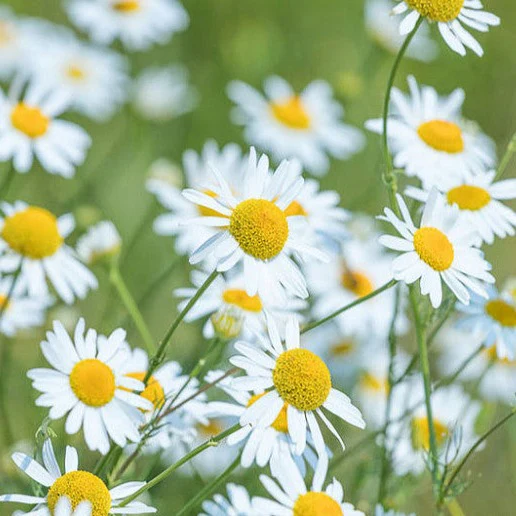 Organic Chamomile Flowers | Asteraceae | Matricaria recutita - Image 2