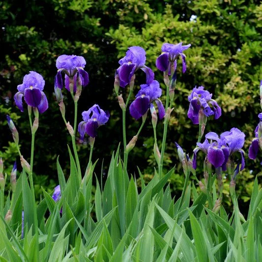 Orris Root Peeled Cut | Iris Germanica - Image 2