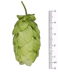 Pacifica™ NZ Hops - Image 6