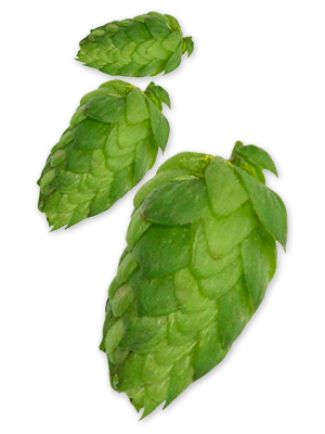 Perle GR Hops - Image 6
