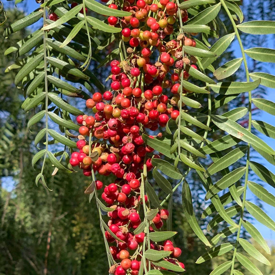 Pink Peppercorns Whole | Schinus terebinthifolius - Image 2