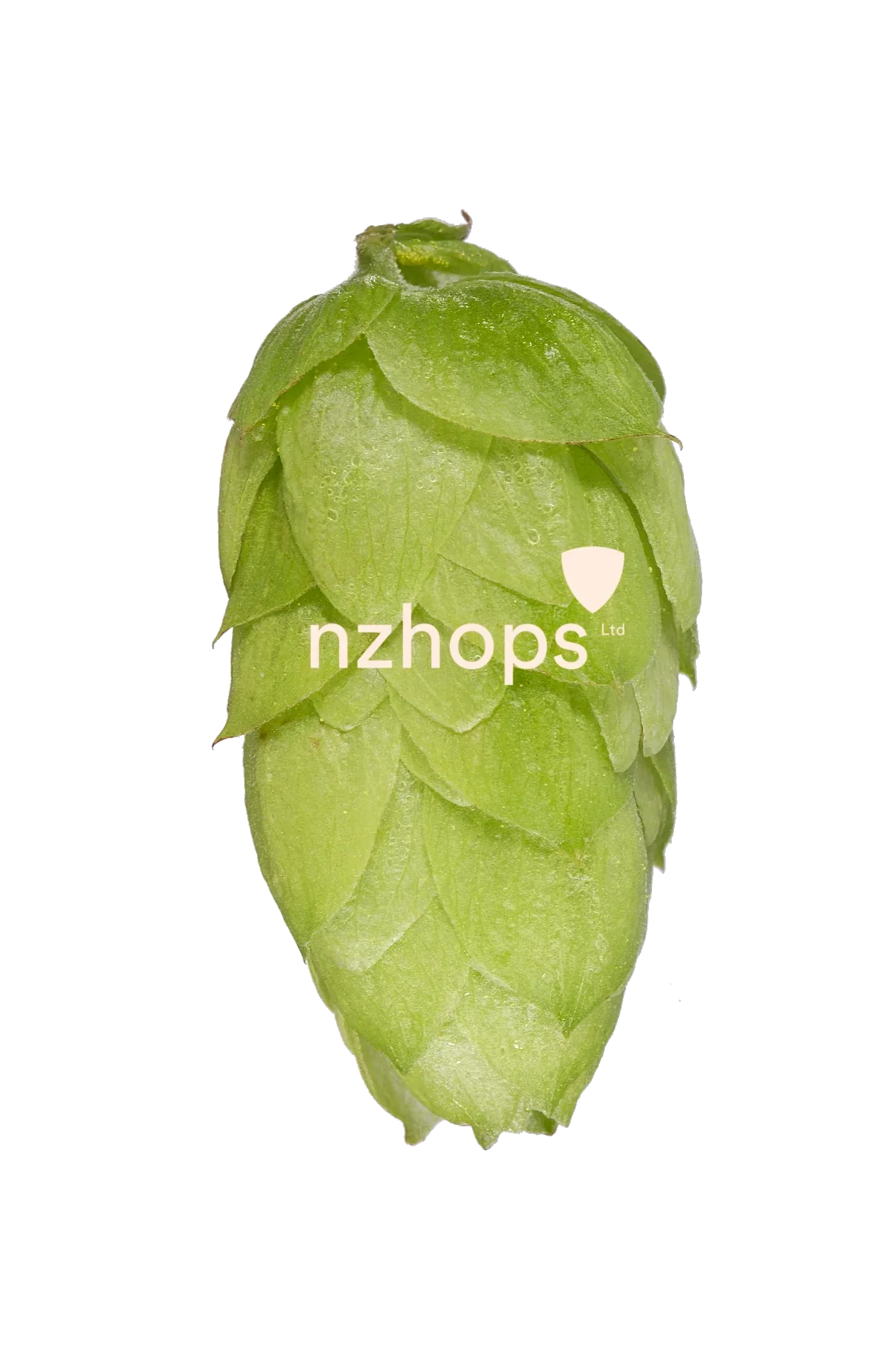 Rakau™ NZ Hops - Image 6