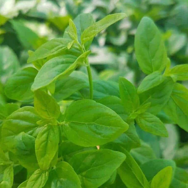 River Mint Vlavour | Mentha Australis - Image 2